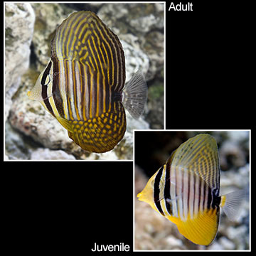 Sailfin Tang, Desjardini