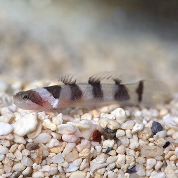 ORA® Captive-Bred Jaguar Goby