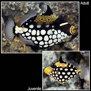 Clown Triggerfish