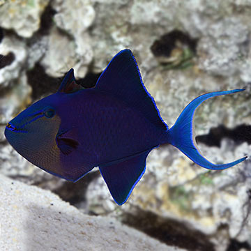 Niger Triggerfish 