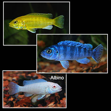 Mbuna Mixed Cichlid