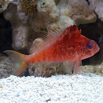 Red Hawkfish