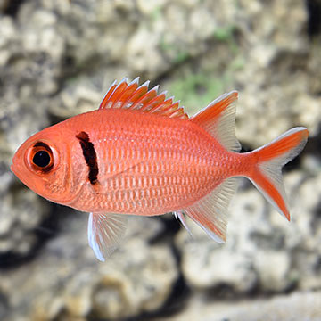 Big Eye Black Bar Soldierfish