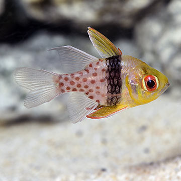 Pajama Cardinalfish, Captive Bred