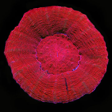 Australian Scolymia Coral, Red