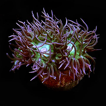 Duncanopsammia Coral, Aquacultured USA