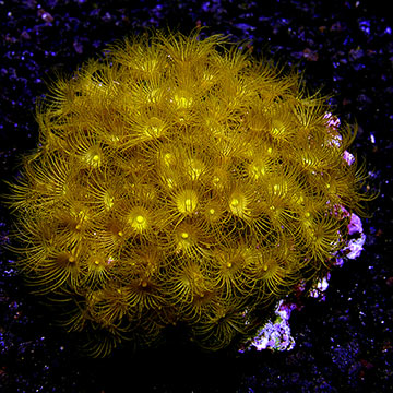 Colony Polyp, Yellow, Maricultured