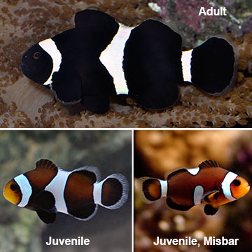 Black & White Ocellaris Clownfish, Captive-Bred
