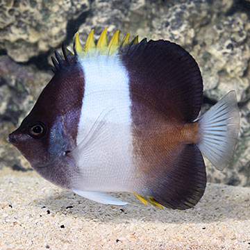 Zoster Butterflyfish