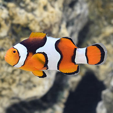 Captive-Bred Onyx Percula Clownfish