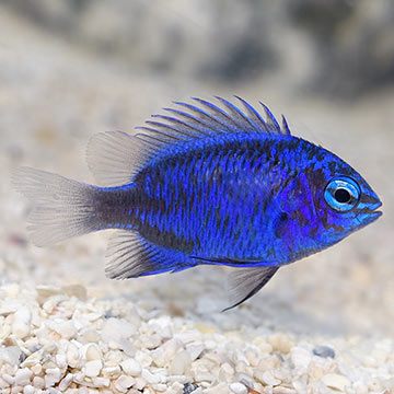 Blue Sapphire Damselfish