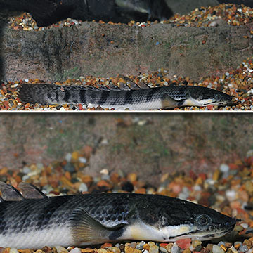 Weeksii Bichir