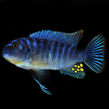 Fuelleborni Cichlid, Marmalade