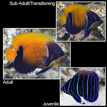 Blue Girdled Angelfish