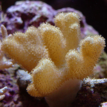 Thick Finger Leather Coral 