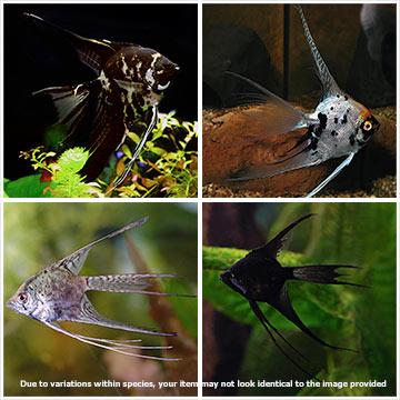 Assorted Veil Angelfish Group
