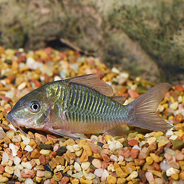 Emerald Green Cory Cat