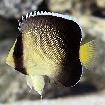 Xanthurus Cream Angelfish