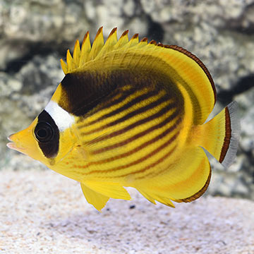 Raccoon Fasciatus Butterflyfish 