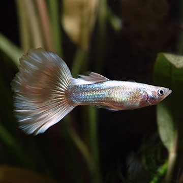 Silver Streak Flamingo Guppy (Pair)