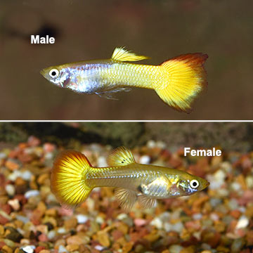 Orange Sunshine Guppy (Pair)