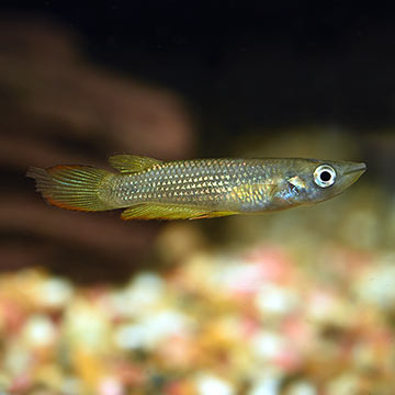 Golden Wonder Killifish, Captive-Bred