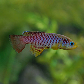 Red Striped Killifish