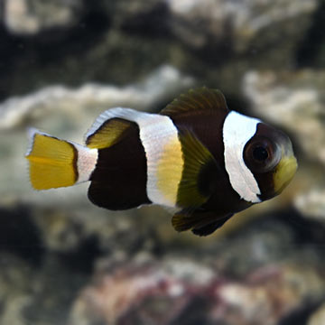Latezonatus Clownfish- Captive Bred