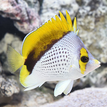 Declivis Butterflyfish