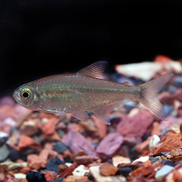 Gold Tetra, Captive-Bred