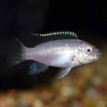 Albino Kribensis Cichlid