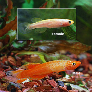 Golden Lyretail Panchax Killifish