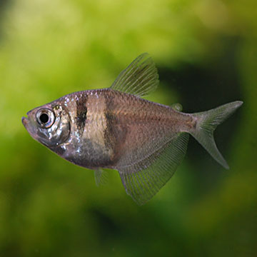 Black Skirt Tetra Group