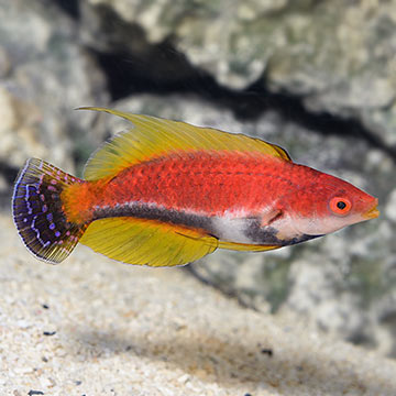 Whip Fin Fairy Wrasse