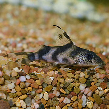 Synodontis Decorus Catfish 