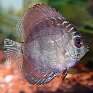 Red Turquoise Discus