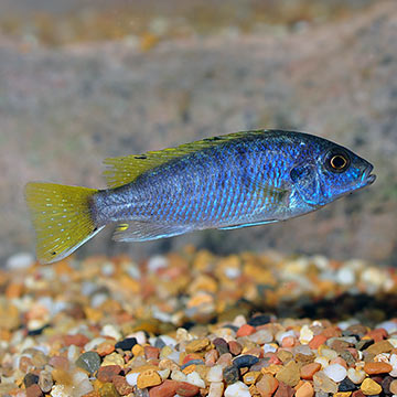 Moorei Cichlid