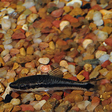 Otocinclus Catfish Group EXPERT ONLY
