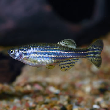 Zebra Danio Group