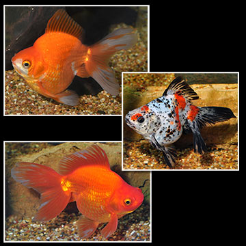 Ryukin Goldfish, Assorted