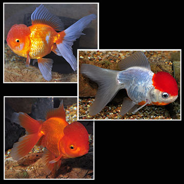 Oranda Goldfish, Assorted