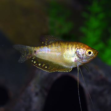 Gold Gourami