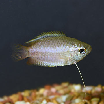 Honey Dwarf Gourami Group