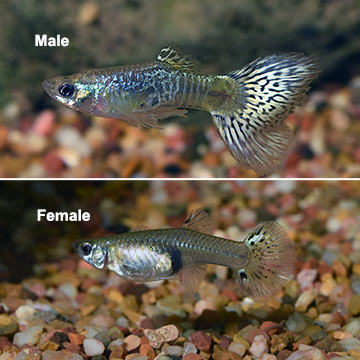 Green Cobra Guppy (Pair)