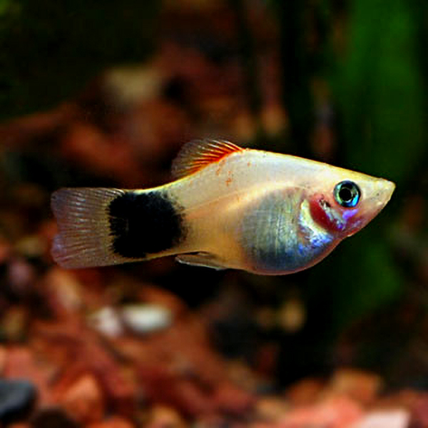 Assorted Mickey Mouse Platy Group