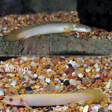 Cuvier Bichir, Captive-Bred