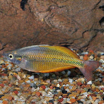 Axelrodi Rainbow EXPERT ONLY
