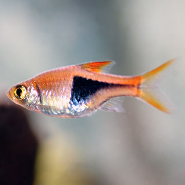 Harlequin Rasbora Group