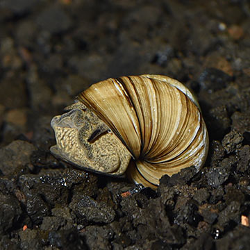 Japanese Trapdoor Snail (Pond)