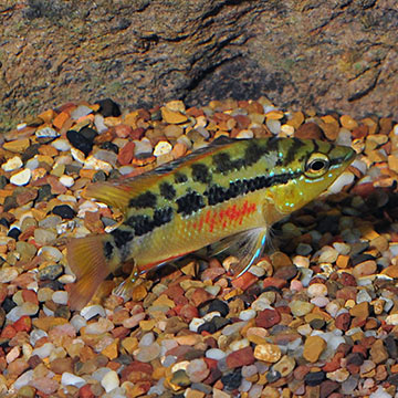 Salvini Cichlid